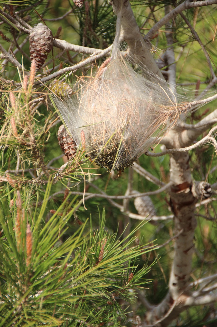 Nid de chenilles processionnaires dans un pin.