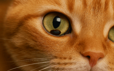 Séquestre cornéen chez le chat : comprendre cette affection oculaire fréquente