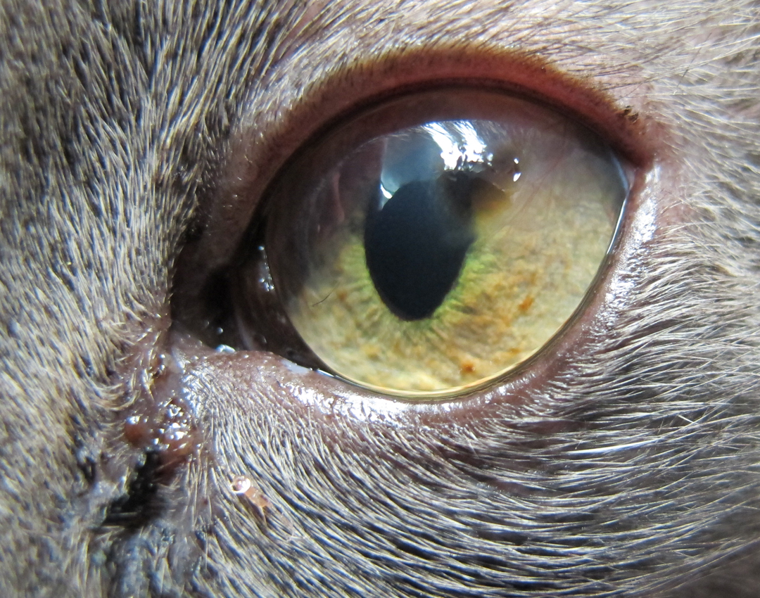 Œil de chat présentant un séquestre cornéen, visible comme une lésion brun-noire centrale sur la cornée.